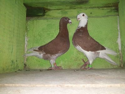Vanduti