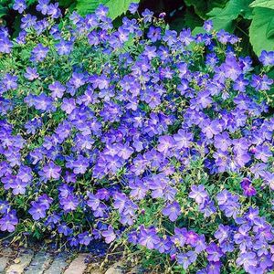 geranium johnsons-blue _12