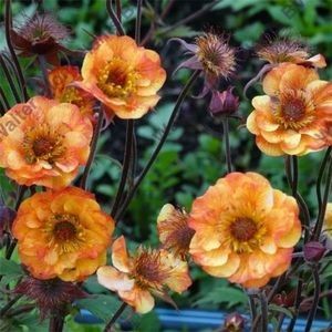 geum_alabama_slammer-10