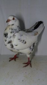 F 2019 vanduta