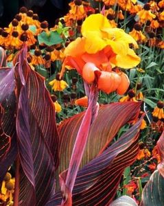 Canna durban