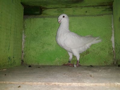Vandut