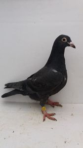 vandut