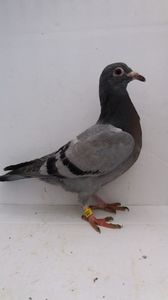 vandut