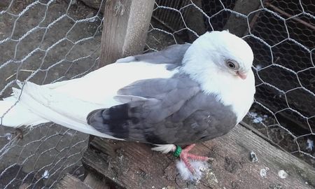Același