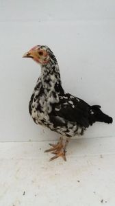 vanduta