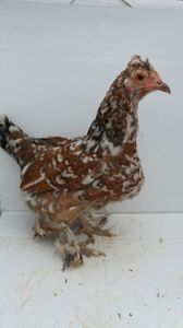 vanduta