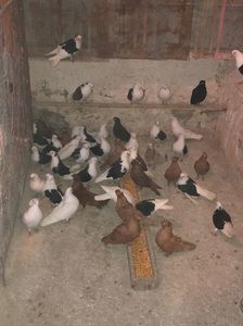 581B5159-5DF3-41F0-86E4-E17A552D187F