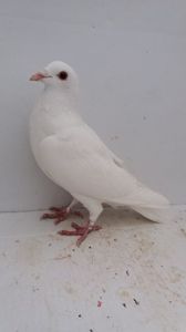 F 2019 vanduta