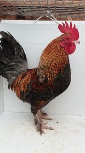 Vandut