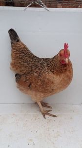 Vanduta