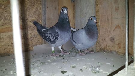 Pereche Florin Petrache; Pereche Florin Petrache primiti cadou
