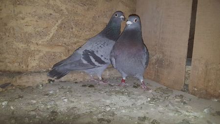 Fem Florin Petrache si masc  nepot din ea; Semisora Mis Olimpiade cumparata
