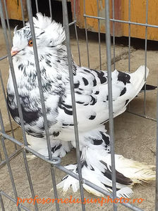 vândută Cugir