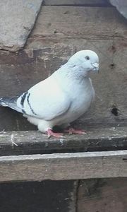 Aceiasi