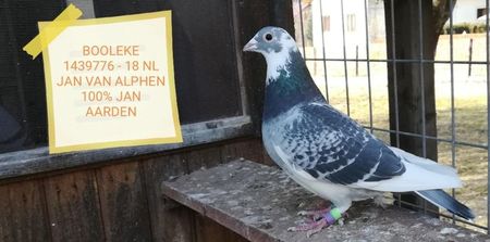 BOOLEKE 1439776 - 18 NL JAN van ALPHEN; Porumbiță cumpărată de la KASSEL în 2018, direct de la van ALPHEN.
JAN AARDEN x BATENBURG
