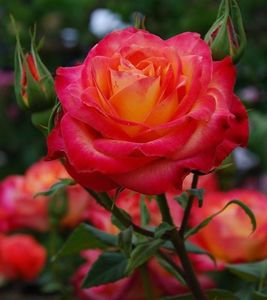 Trandafir Alinka - 17 lei; Inaltimea la maturitate 0,8-1,1 m
Flori mari batute 10 cm ,usor parfumat
