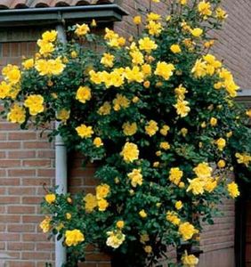 Trandafir Golden Showers-20 lei; Inaltime la maturitate 3 - 3,5 m
Flori mari batute, usor parfumat
