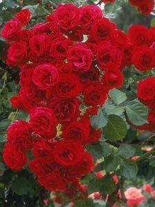 Trandafir Sympathie- 20 lei- nu este in stoc; Inaltime la maturitate 3,5 - 4 m
Flori medii batute, foarte parfumat
