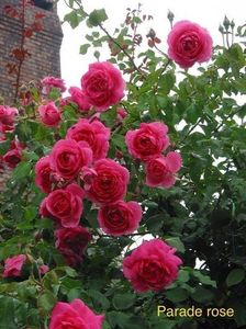 Trandafir Parade- 20 lei- nu este in stoc; Inaltime la maturitate 3,5 - 4 m
Flori mari batute, foarte parfumat
