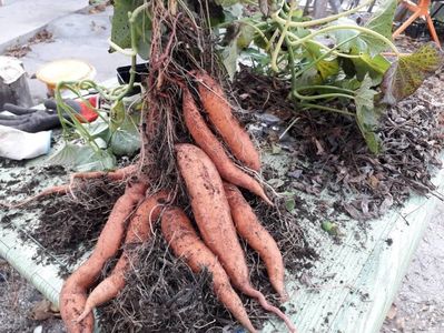 Cartof Dulce-Ipomoea batatas rezultat dintr-un lastar plantat intr-un sac de iuta in 13.08.2019 si r