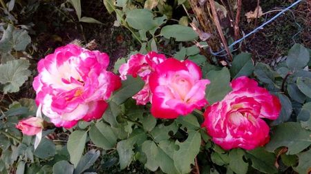 Trandafir Double Delight ,foarte parfumat si inflorire bogata toata vara