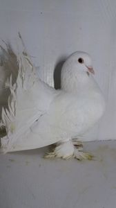 F 2019 vanduta