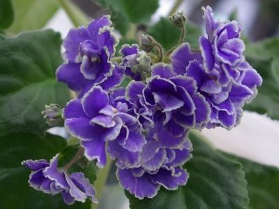 Caribbean Blue