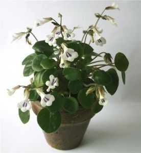 Chirita Tamiana