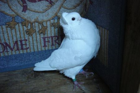 14740-2013 m 15; pui p 16. tata 2009 arad. mama 2012 JB
