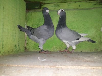 Vinduti