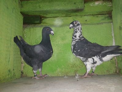 Vanduti