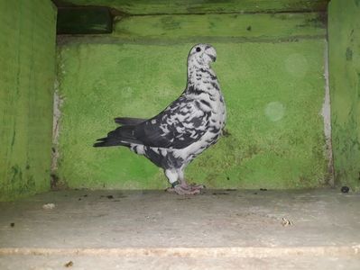 Vanduta