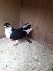 received_565554350705988