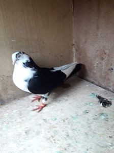 received_561472458034448