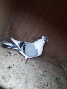 received_2748757628501165