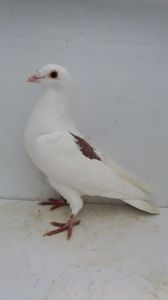 M 2019 vandut