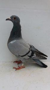F 2019 vanduta