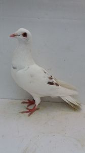 F 2019 vanduta