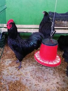 Australorp negru