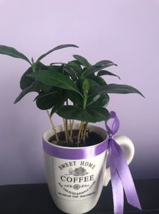 Coffea Arabica - arbore de cafea