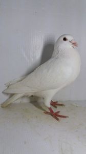 M 2019 vandut