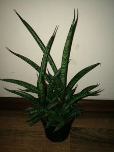 ; Sansevieria sansiam moto
