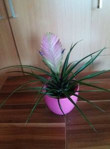 tillandsia