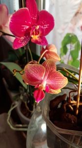 23.02.2020; GLOXINIA
