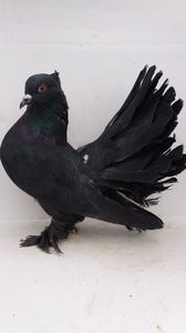 F 2019 vanduta
