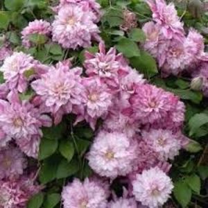 descărcare (1); clematis patricia ann fretwell
