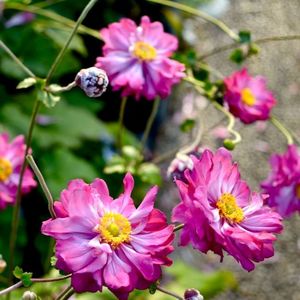 anemone de toamna; sweet garden
