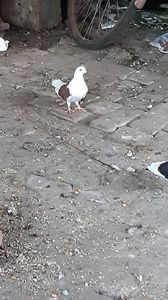 Femela
