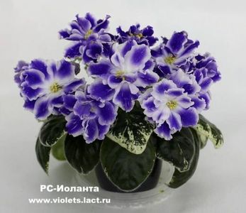 RS  Jolanta poza net